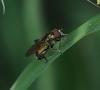 Chalcosyrphus nemorum